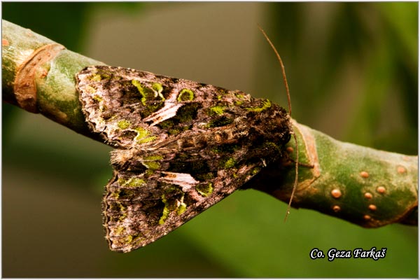 39_orache_moth.jpg - Orache moth, Trachea atriplicis, Location: Novi Sad, Serbia