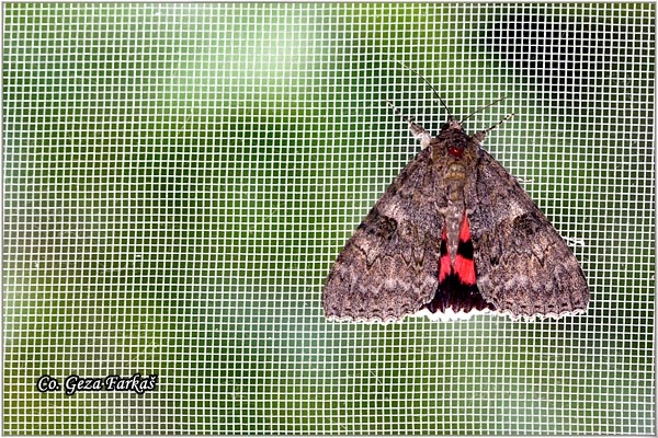 40_red_underwing.jpg - Red Underwing, Catocala nupta, Location: Novi Sad, Serbia