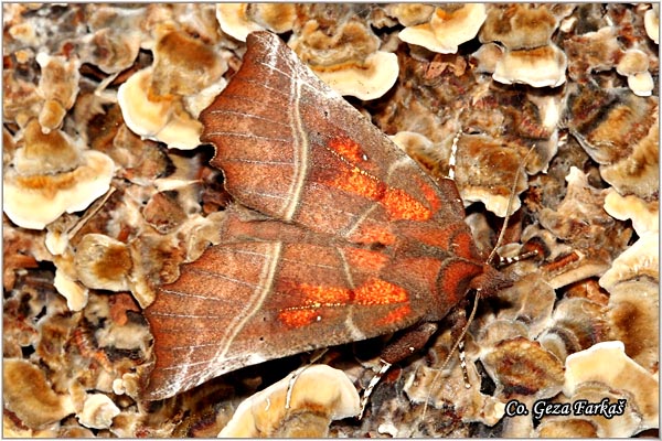 41_herald.jpg - Herald, Scoliopteryx libatrix, Location: Novi Sad, Serbia