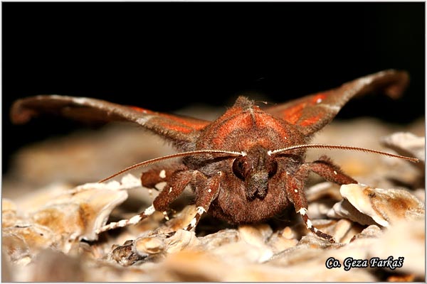 42_herald.jpg - Herald, Scoliopteryx libatrix, Location: Novi Sad, Serbia