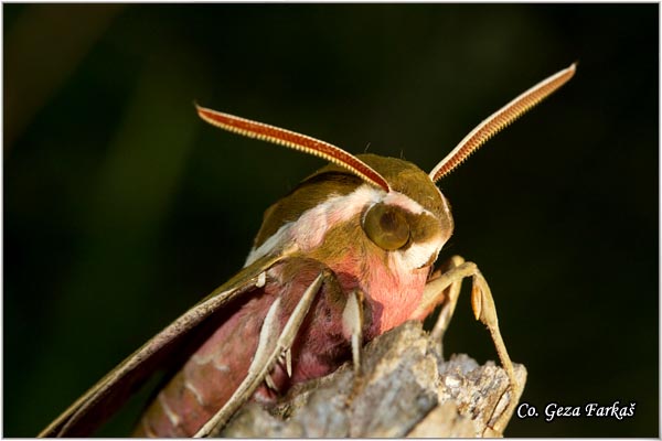 43_spurge_hawk-moth.jpg - Spurge Hawk-moth, Hyles euphorbiae, Location: Lok, Serbia