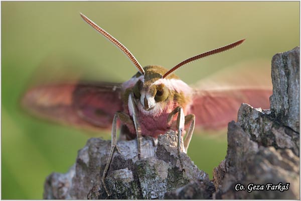 44_spurge_hawk-moth.jpg - Spurge Hawk-moth, Hyles euphorbiae, Location: Lok, Serbia