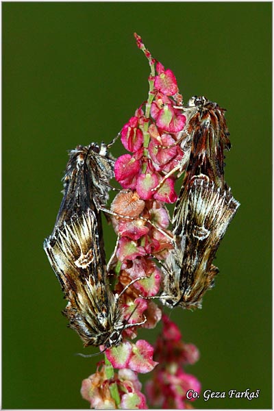 45_actinotia_radiosa.jpg - Actinotia radiosa, Mesto - Location: Han pjesak, Bosnia and Herzegovina