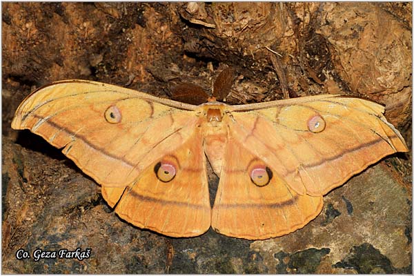 46_japanese_silk_moth.jpg - Japanese Silk Moth, Antheraea yamamai, Japanska svilena buba,  Mesto - Location: Fruka Gora,  Serbia