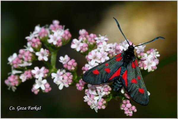 48_narrow-bordered_five-spot_burnet.jpg - Narrow-Bordered Five-Spot Burnetl, Zygaena Lonicerae, Mesto - Location: han pjesak, Bosnia and Herzegovina