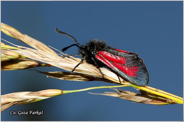 50_transparent_burnet.jpg - Transparent Burnet, Zygaena purpuralis, Mesto - Location: Koviljski rit, Serbia