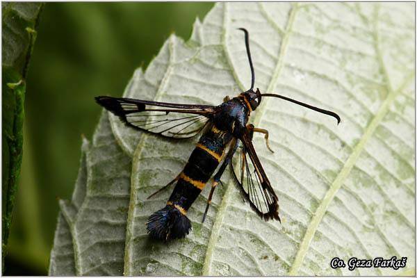 55_currant_clearwing.jpg - Currant Clearwing, Synanthedon tipuliformis, Location: Novi Sad, Srbija