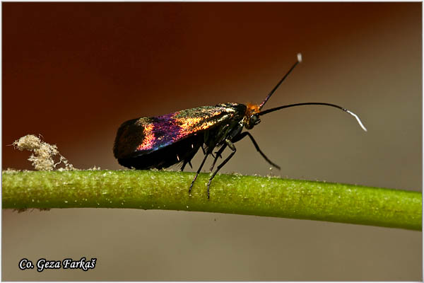 58_nemophora_fasciella.jpg - Nemophora fasciella, Mesto - Location: FruÅ¡ka Gora, Serbia