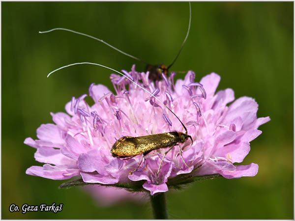 59_brassy_long-horn.jpg - Brassy Long-horn, Nemophora metallica, Mesto - Location: Zelengora, Bosnia and Herzegovina