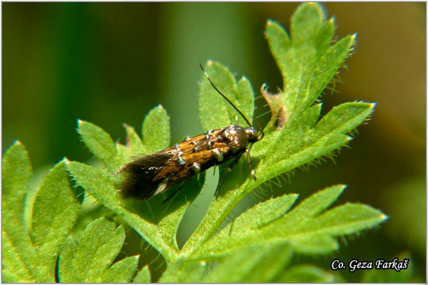 60_pancalia_leuwenhoekella.jpg - Pancalia leuwenhoekella, Mesto - Location: BaÄka Palanka, Serbia