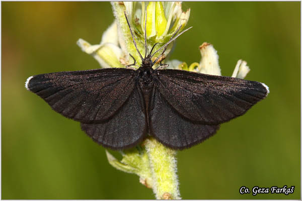 63_chimney_sweeper.jpg - Chimney Sweeper, Odezia atrata, Location: Zelengora mountine, Bosnia and Herzegovina