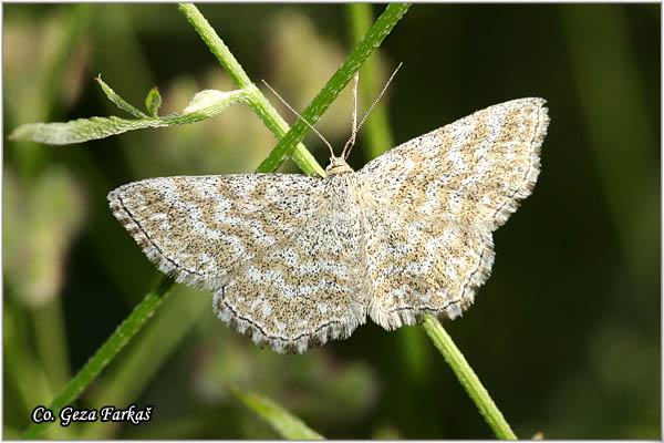 64_lewes_wave.jpg - Lewes Wave, Scopula immorata, Mesto - Location: FruÅ¡ka Gora, Serbia