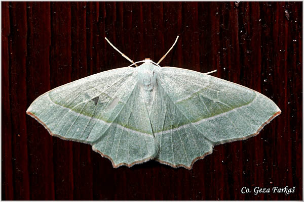 66_light_emerald.jpg - Light Emerald, Campaea margaritaria, Mesto - Location: Tara, Serbia