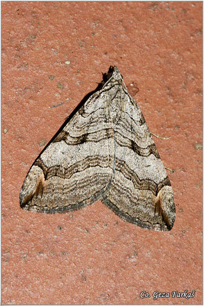 70_lesser_treble-bar.jpg - Lesser Treble-bar, Aplocera efformata, Mesto - Location: Tara, Serbia