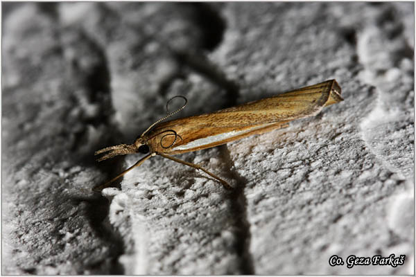 72_common_grass-veneer.jpg - Common Grass-veneer, Agriphila tristella, Mesto - Location: Tara, Serbia