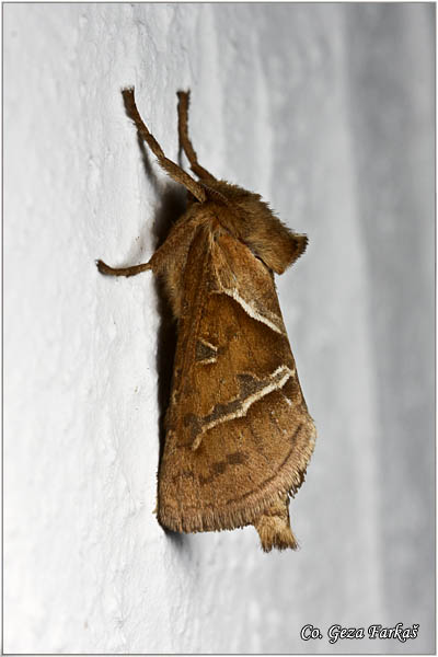 74_orange_swift.jpg - Orange Swift, Triodia sylvina, Mesto - Location: Tara, Serbia