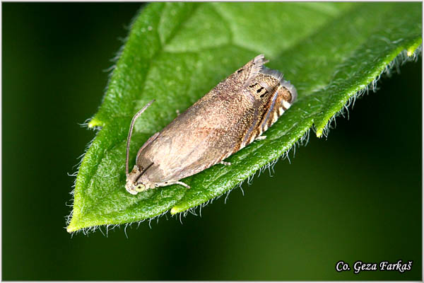 76_pea_moth.jpg - Pea Moth, Cydia nigricana, Mesto - Location: BaÄka Palanka, Serbia