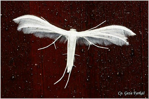 84_white_plume_moth.jpg - White Plume Moth, Pterophorus pentadactyla, Mesto - Location: Tara, Serbia