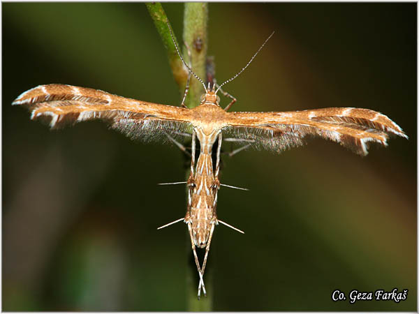 86_crombrugghia_tristis.jpg - Crombrugghia tristis, Mesto - Location: Tara, Serbia