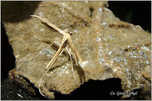 88_plume_moth.jpg - Plume Moth  Emmelina monodactyla, Mesto - Location: Novi Sad, Serbia