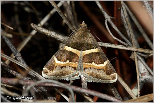 90_the_geometrician.jpg - The Geometrician, Grammodes stolida, Mesto - Location: Skhiatos, Greece