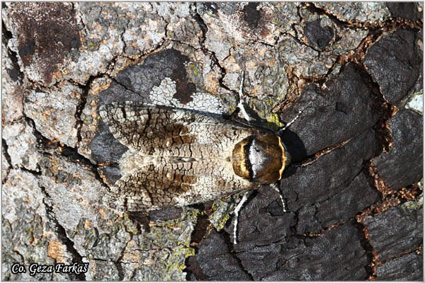 92_goat_moth.jpg - Goat Moth, Cossus cossus,  Mesto - Location: Mokra gora, Serbia