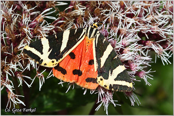 95_jersey_tiger.jpg - Jersey Tiger, Euplagia quadripunctaria,  Mesto - Location: Mokra gora, Serbia