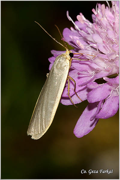 97_common_footman.jpg - The Common Footman, Eilema lurideola, Mesto - Location: Zelengora mountine, Bosnia and Herzegovina