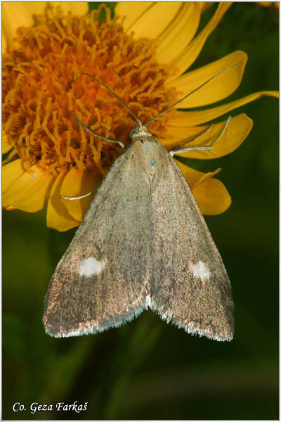 98_udea_alpinalis.jpg - Udea alpinalis, Mesto - Location: Zelengora mountine, Bosnia and Herzegovina