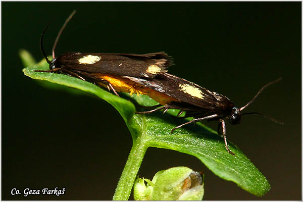 99_scythris_sinensis.jpg - Scythris sinensis, Mesto - Location: FruÅ¡ka gora, Serbia