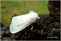 10_muslin_moth