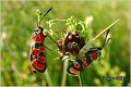 14_zygaena_carniolica