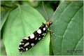 15_tineid_moth