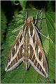 25_striped_hawk-moth