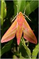 26_elephant_hawk-moth