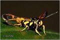 32_yellow-legged_clearwing