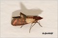 37_indian_meal_moth