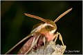 43_spurge_hawk-moth