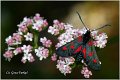 48_narrow-bordered_five-spot_burnet