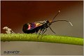 58_nemophora_fasciella