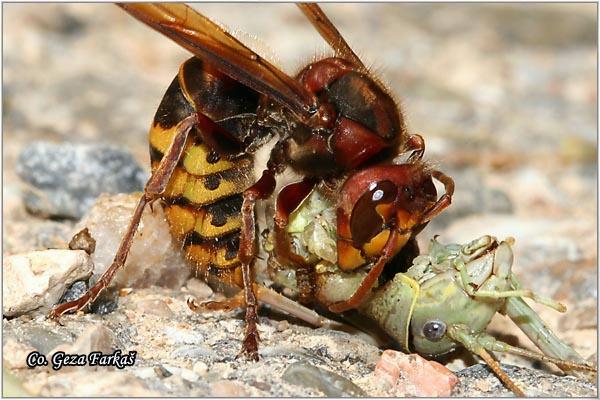 02_european_hornet.jpg - European hornet, Vespa crabro