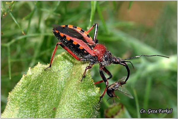 03_bee_assassin.jpg - Bee Assassin, Rhinocoris iracundus