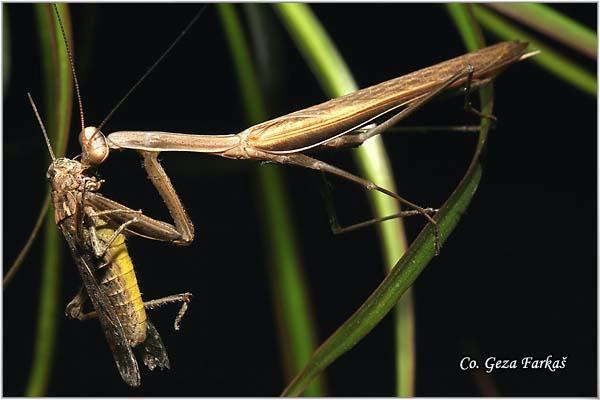 07_praying_mantis.jpg - Praying mantis, Mantis religiosa