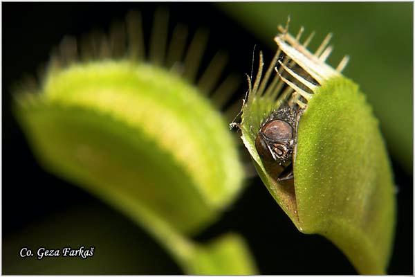 08_venus_flytrap.jpg - House fly,  Musca domestica and Venus Flytrap, Dionaea muscipula