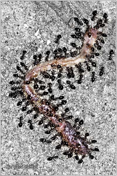 10_earthworm.jpg - Ants and Earthworm, Lumbricus terrestris