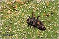 01_two-spotted_lady_beetle