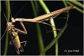 07_praying_mantis