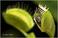 08_venus_flytrap