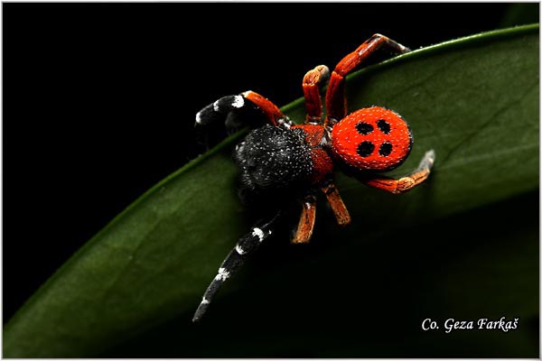 001_lady_bird_spider.jpg - Lady bird spider, Eresus moravicus, Pauk bubamara, Location - mesto: Fruka Gora