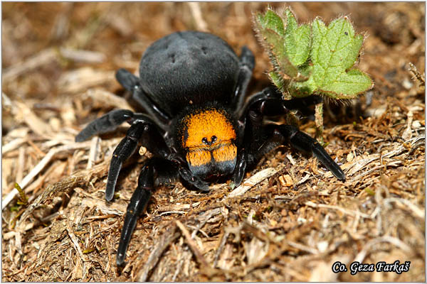 002_lady_bird_spider.jpg - Lady bird spider, Eresus moravicus, Pauk bubamara, Location - mesto: Mokra gora